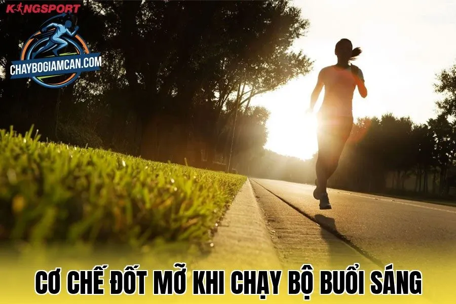 Cơ chế đốt mỡ khi chạy bộ buổi sáng
