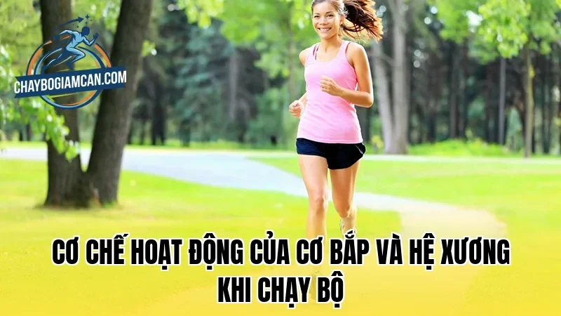 Cơ chế hoạt động của cơ bắp và hệ xương khi chạy bộ