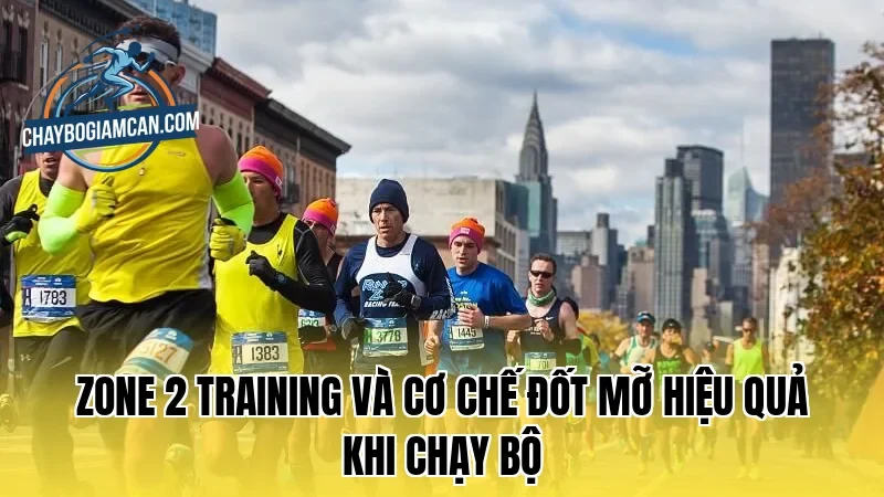 Zone 2 training và cơ chế đốt mỡ hiệu quả khi chạy bộ